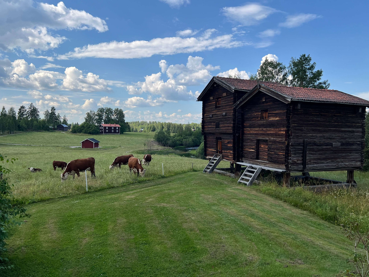Cattle grazing below a timber Hälsingland farmhouse under summer cloud