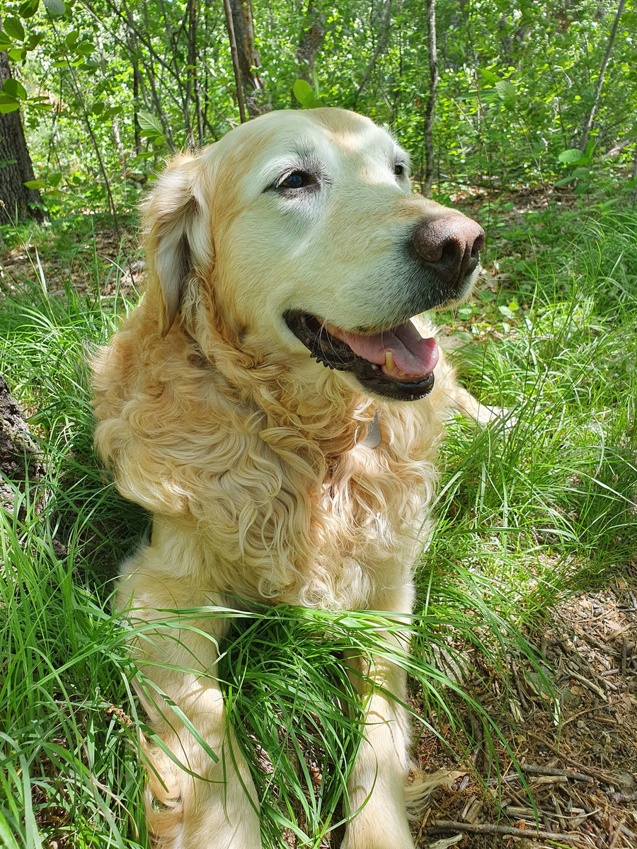 A golden retriever sitting in long grass in dappled woodland